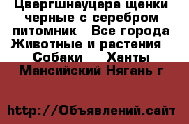 Цвергшнауцера щенки черные с серебром питомник - Все города Животные и растения » Собаки   . Ханты-Мансийский,Нягань г.